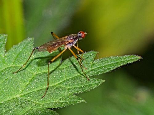 Réf. 323 026 : Neria cibaria